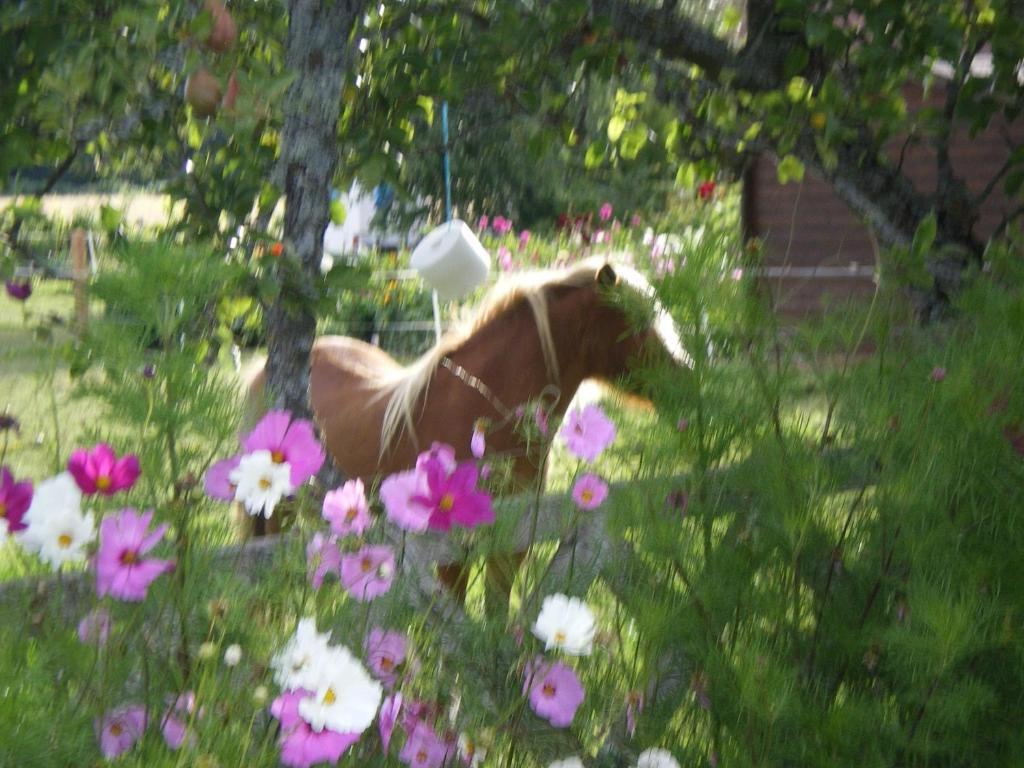 Le Trot'In Chair Bed and Breakfast Martigny-le-Comte Exterior foto